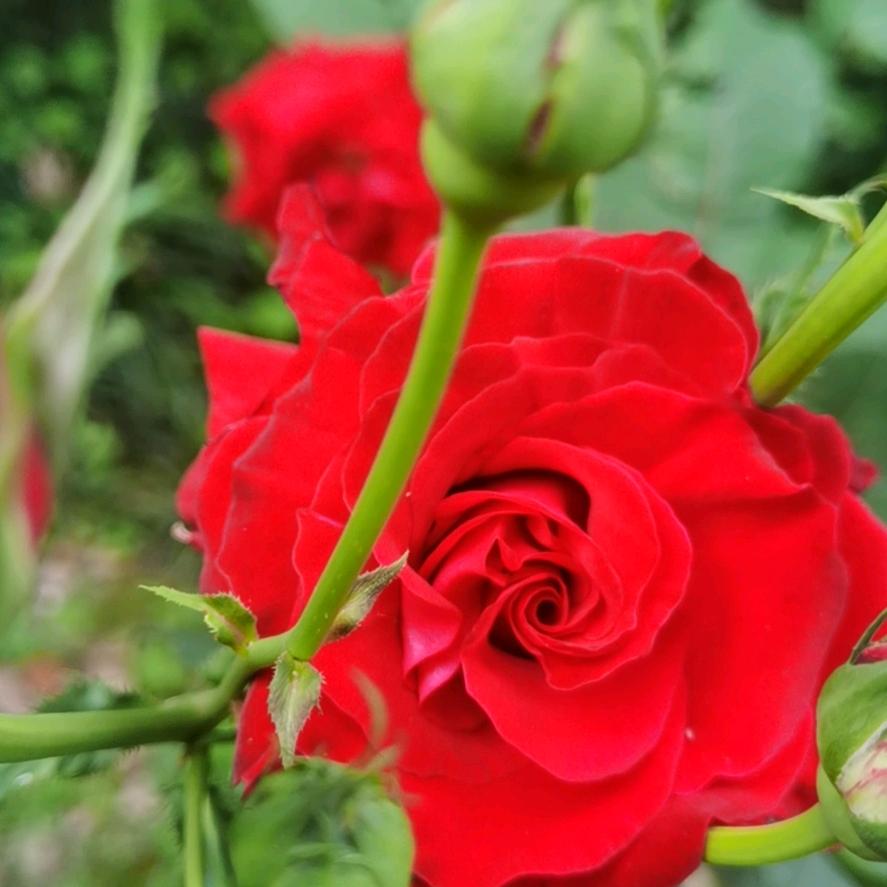 14相信自己🌹🌹