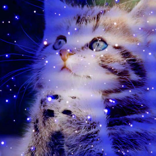 乘风破浪的小道士