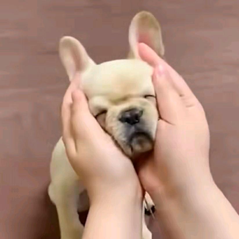 小张子