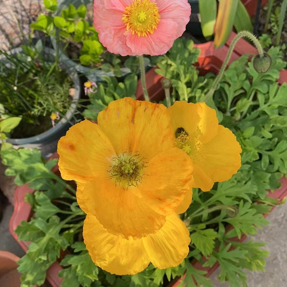 爱芯