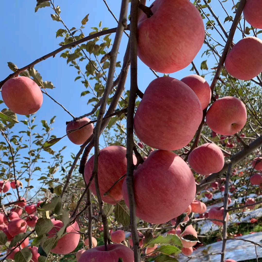 唯美果业水果供应链