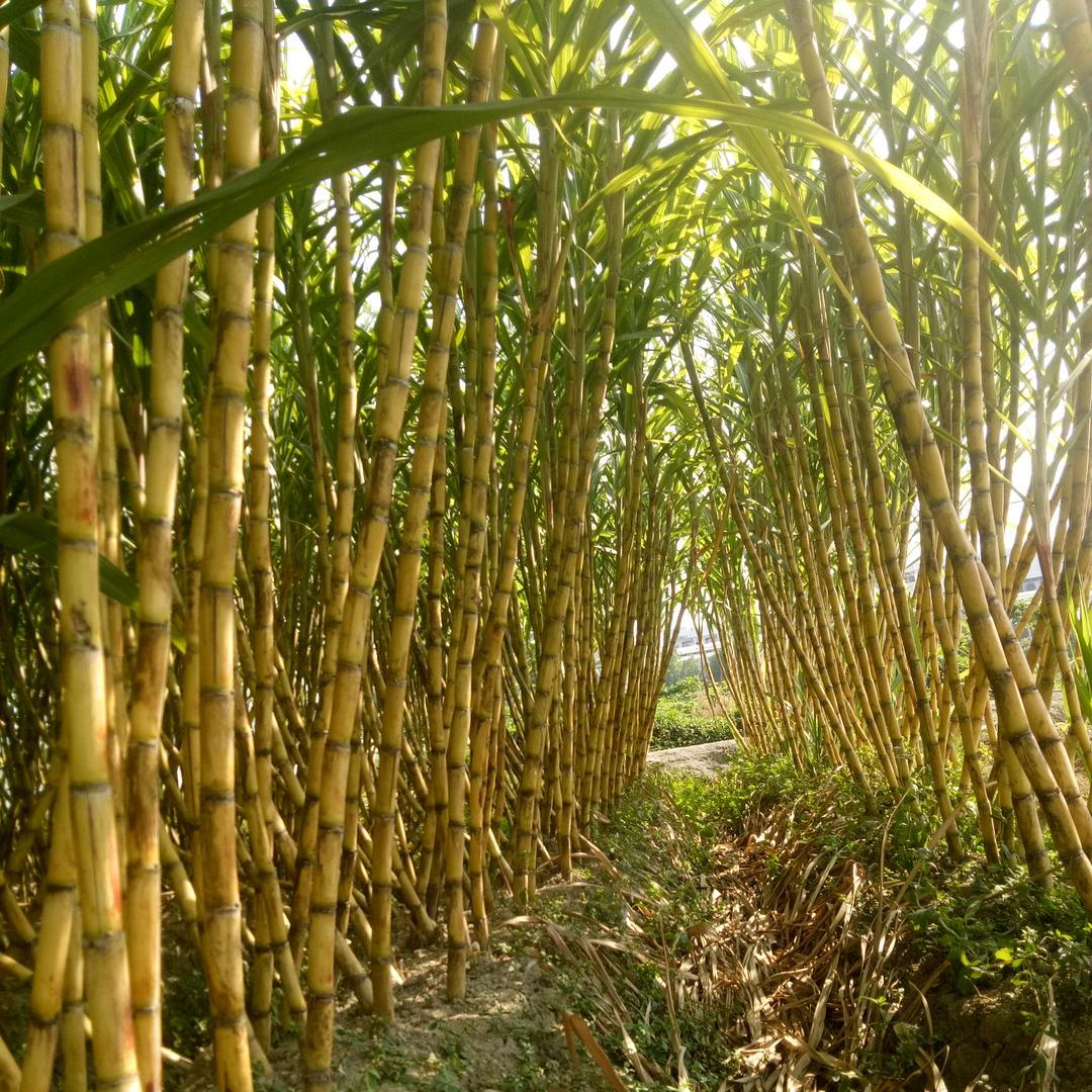 老杜自采自摘果园