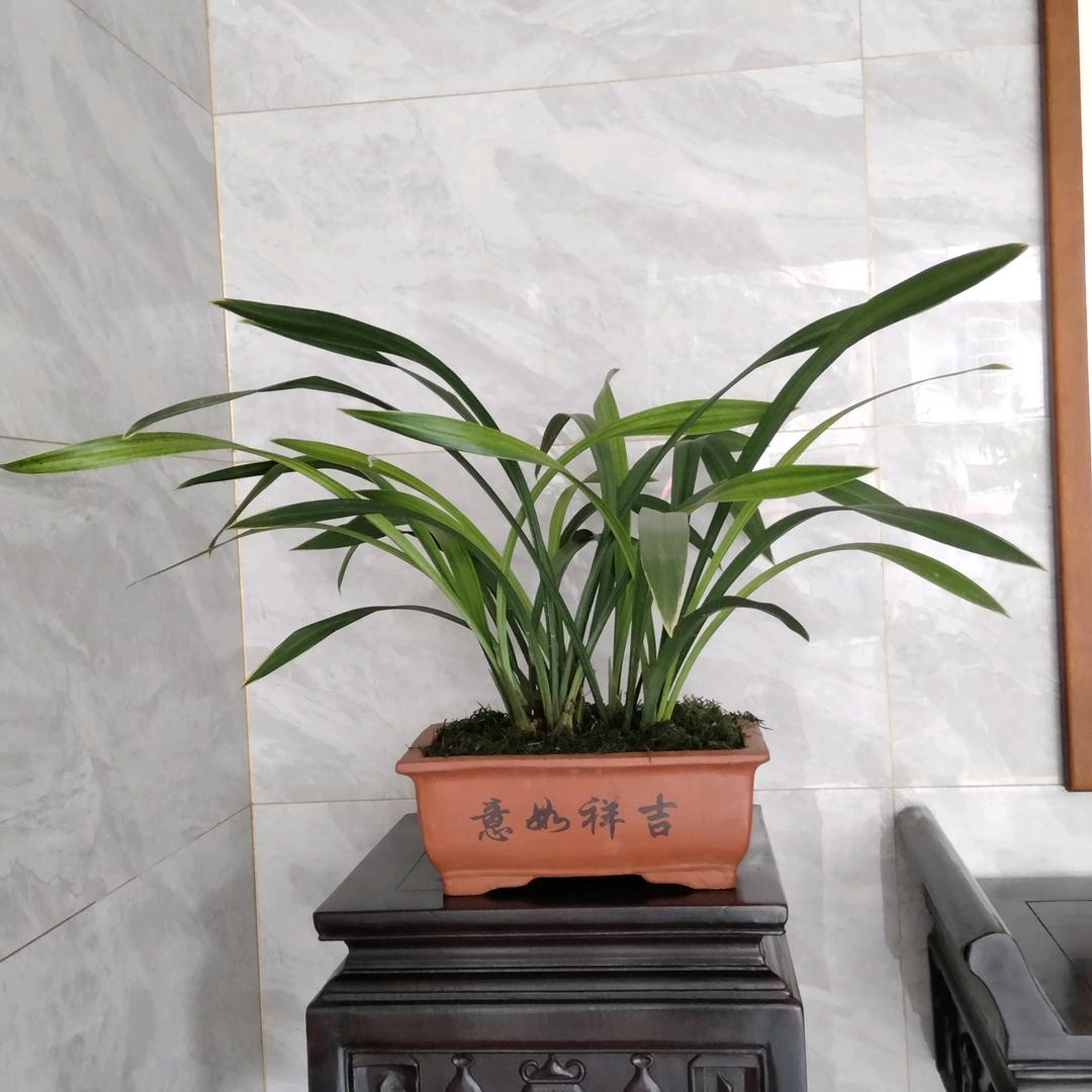 王正豹