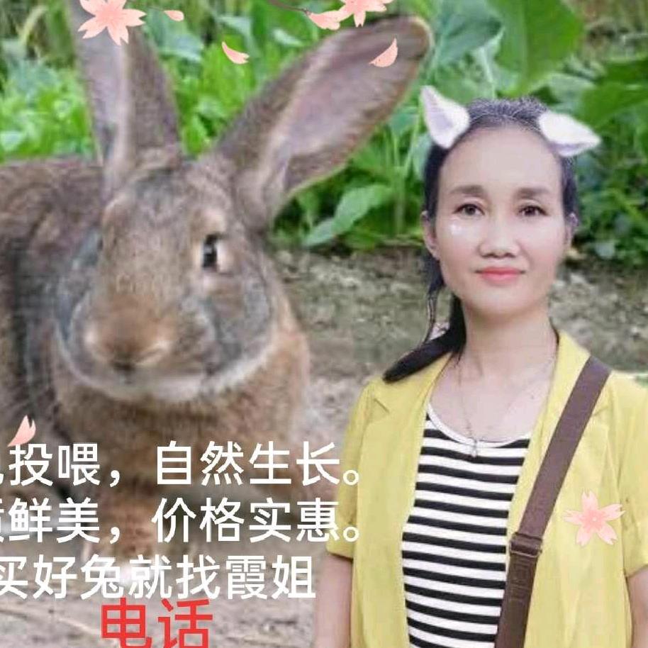 养兔霞姐