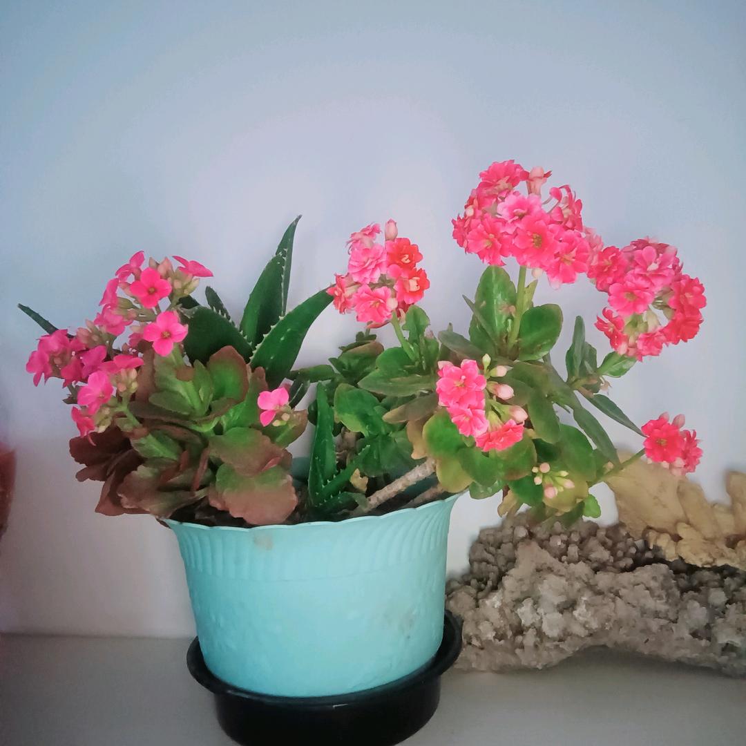 心❤️想事成红娘牵线搭桥主播