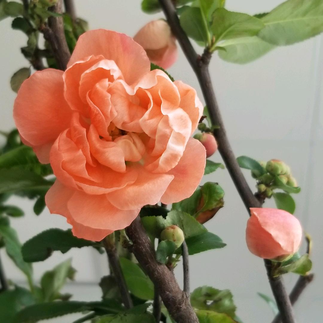 XZ天蓝蓝