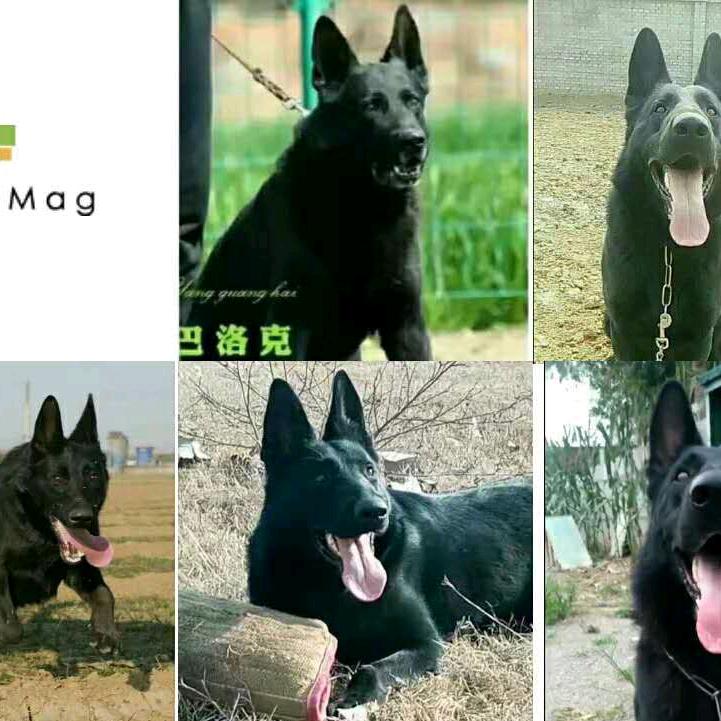 hongfaquanye