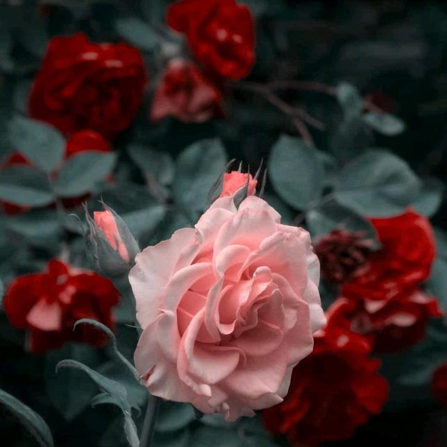 好人一生平安……