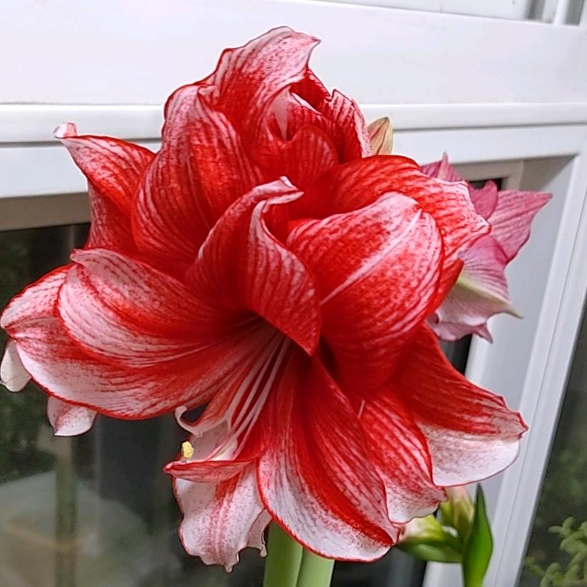 燕子