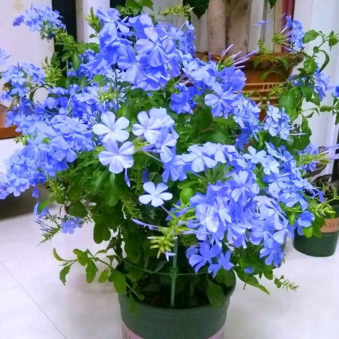 静优苒花卉绿植