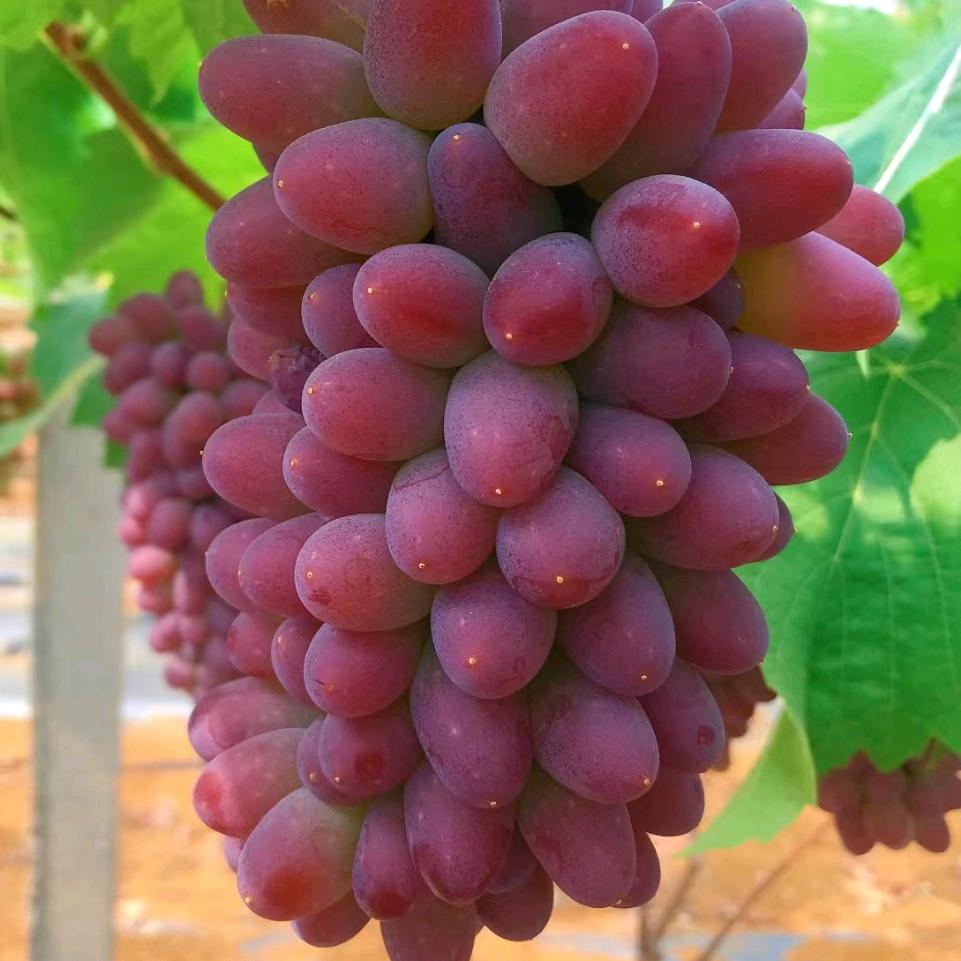 西昌、_张茂杨__