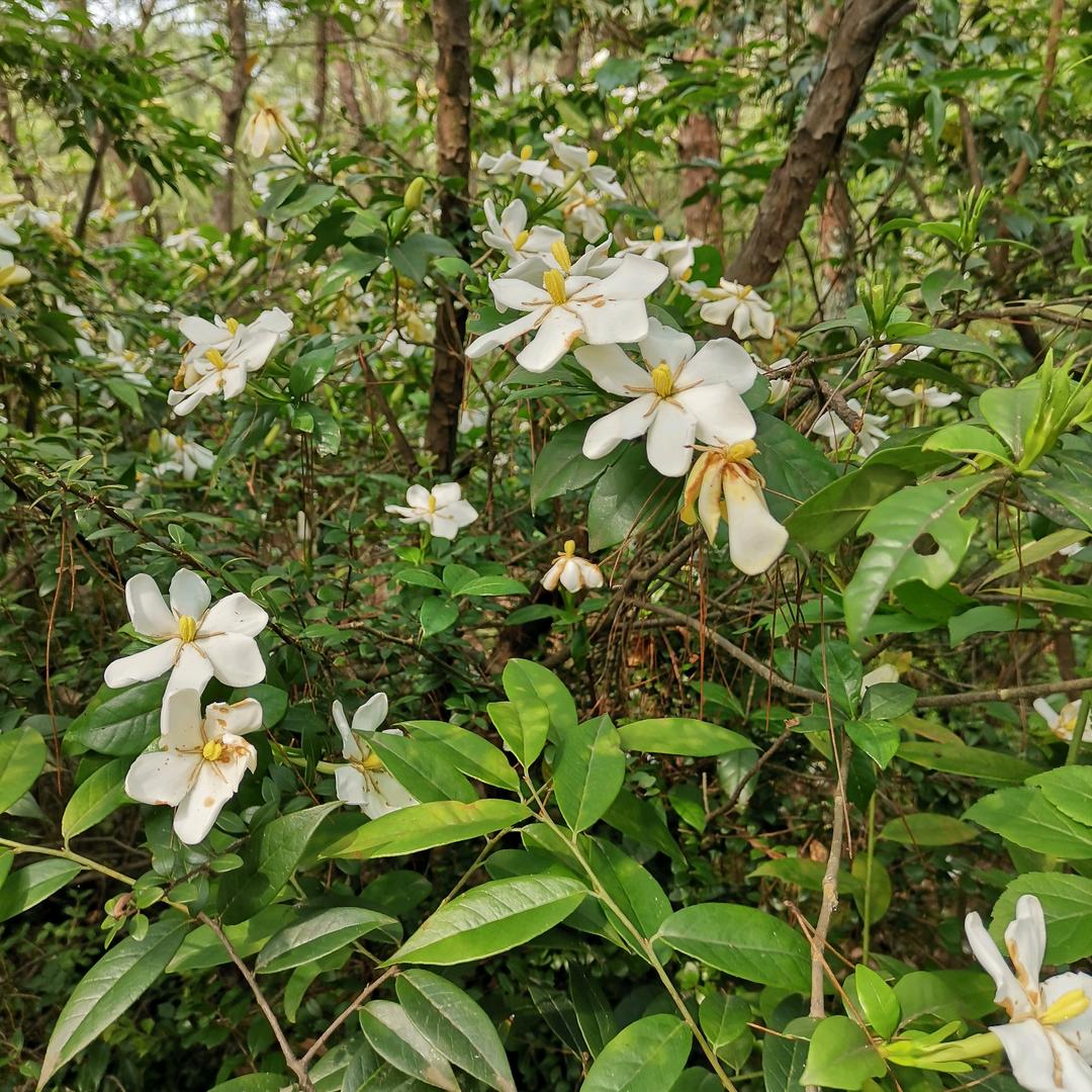 一缕阳光v