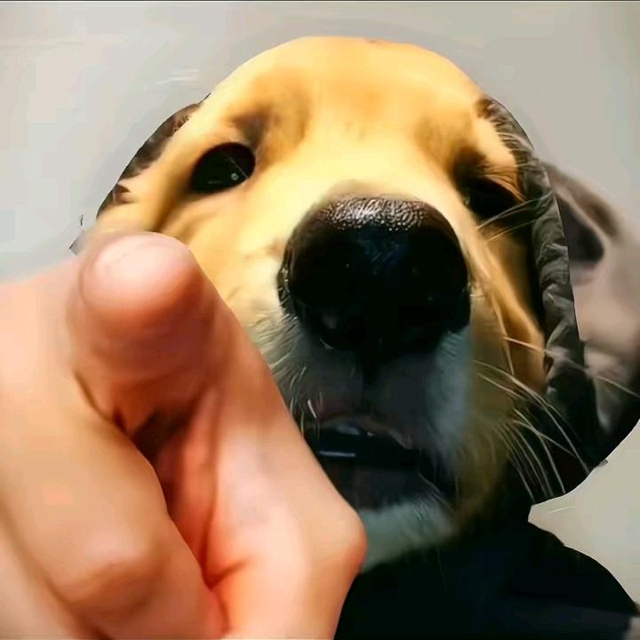 桥豆麻袋瓦塔西