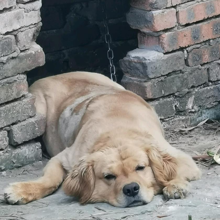 好运哥