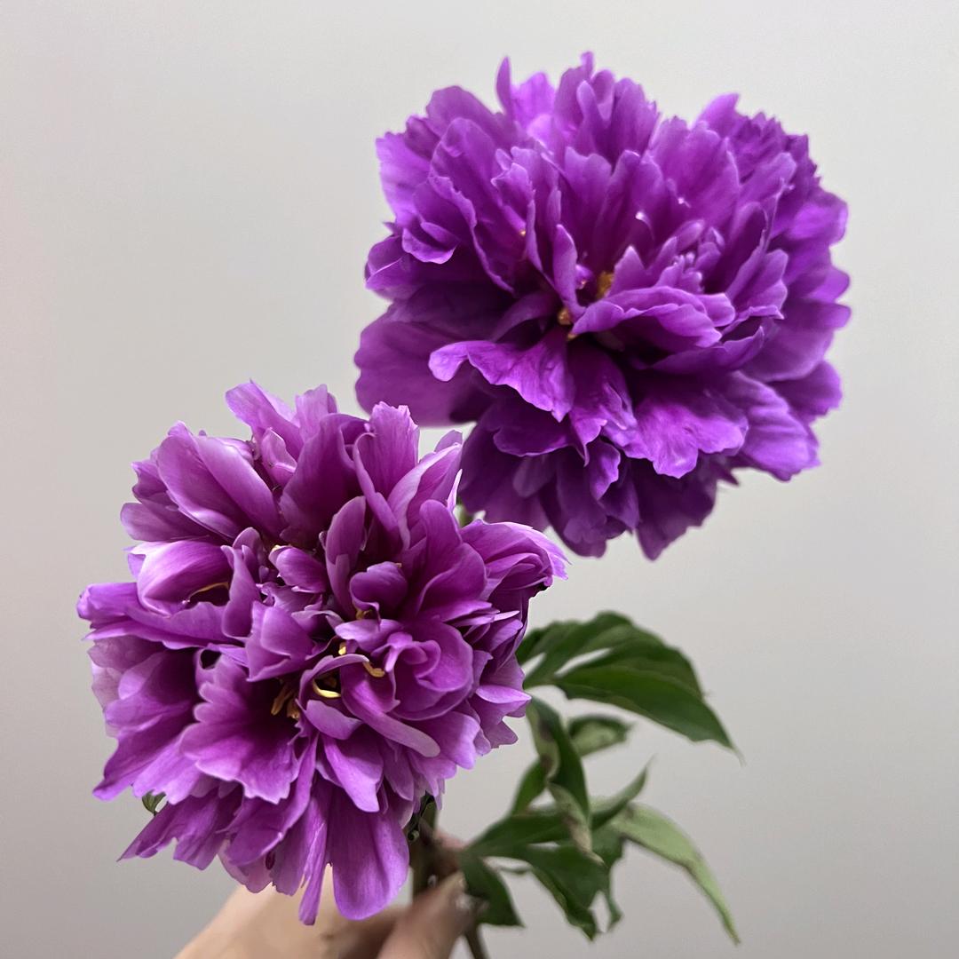 小淘气