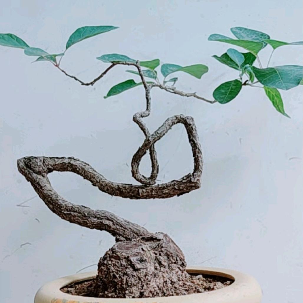 人生没有回头
