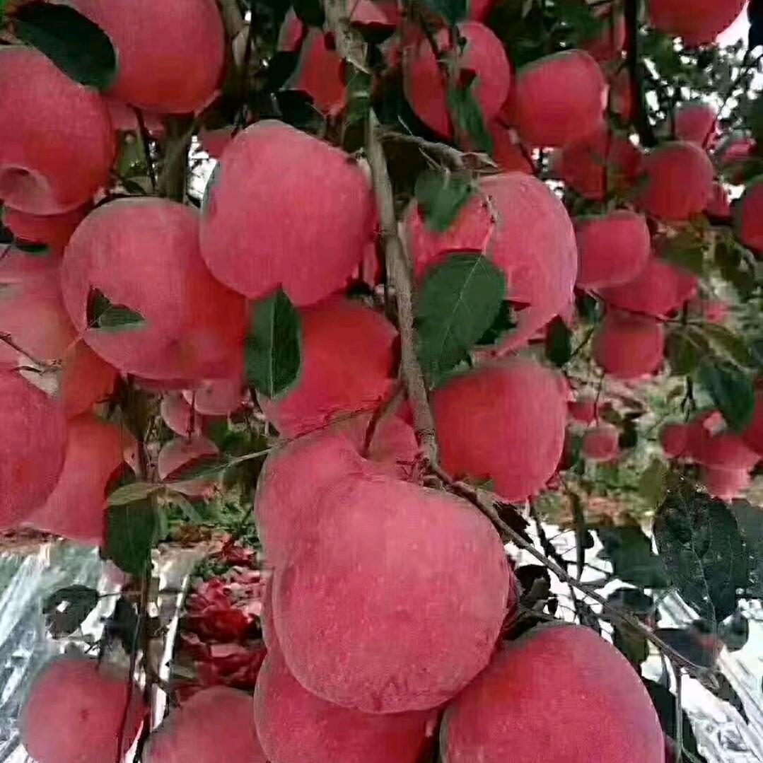 洛川苹果🍎🍎🍎