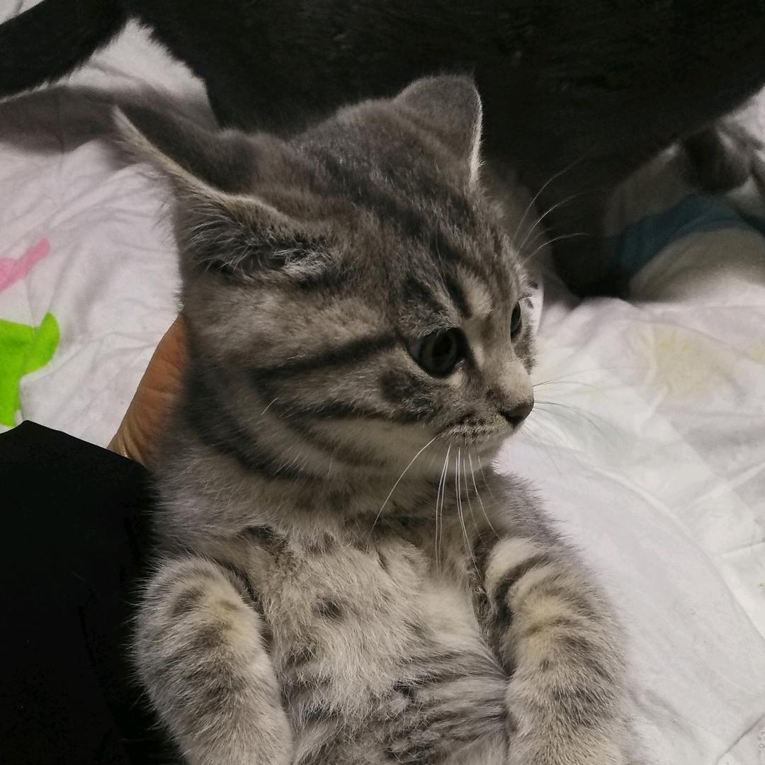 妮子