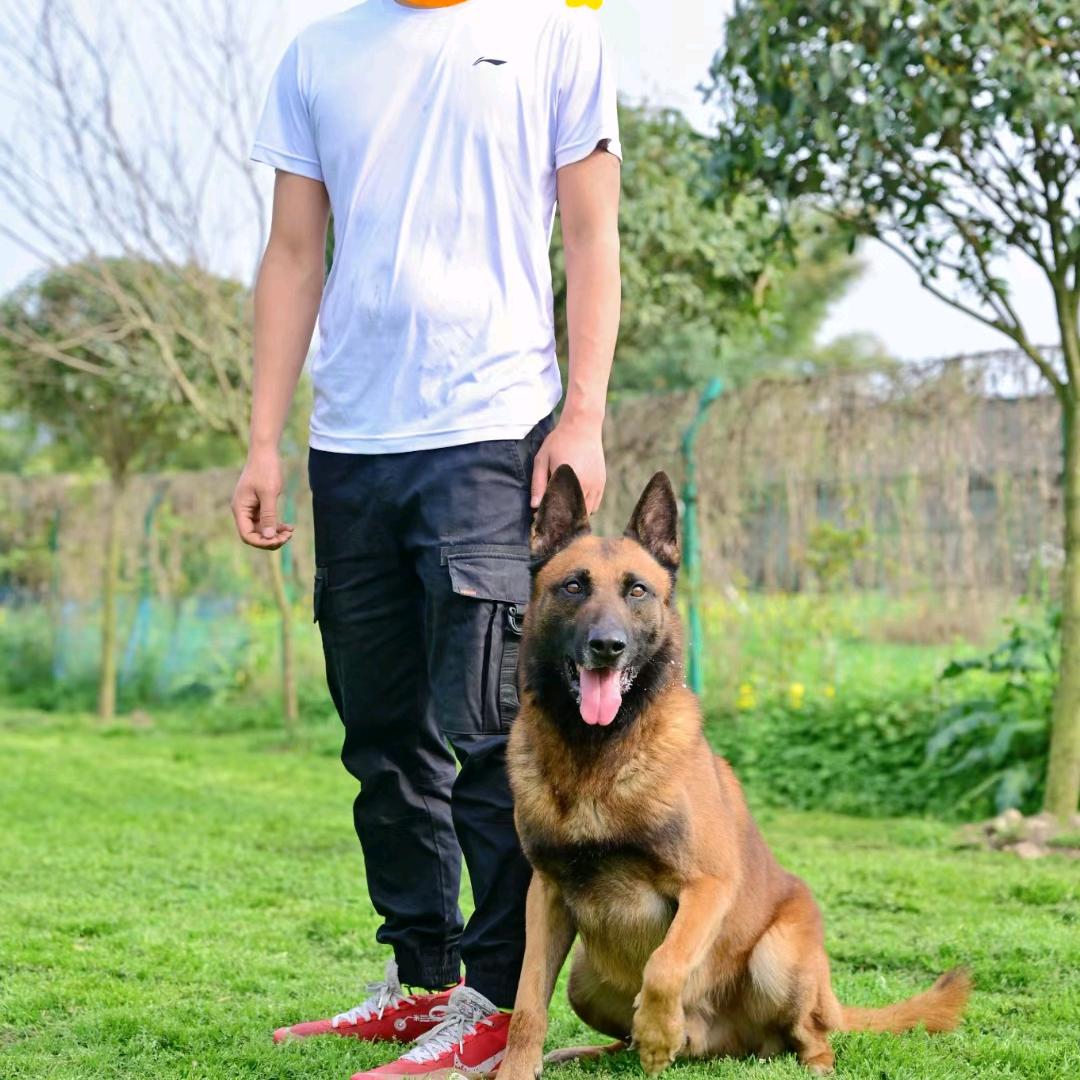 德阳卡卡训犬基地