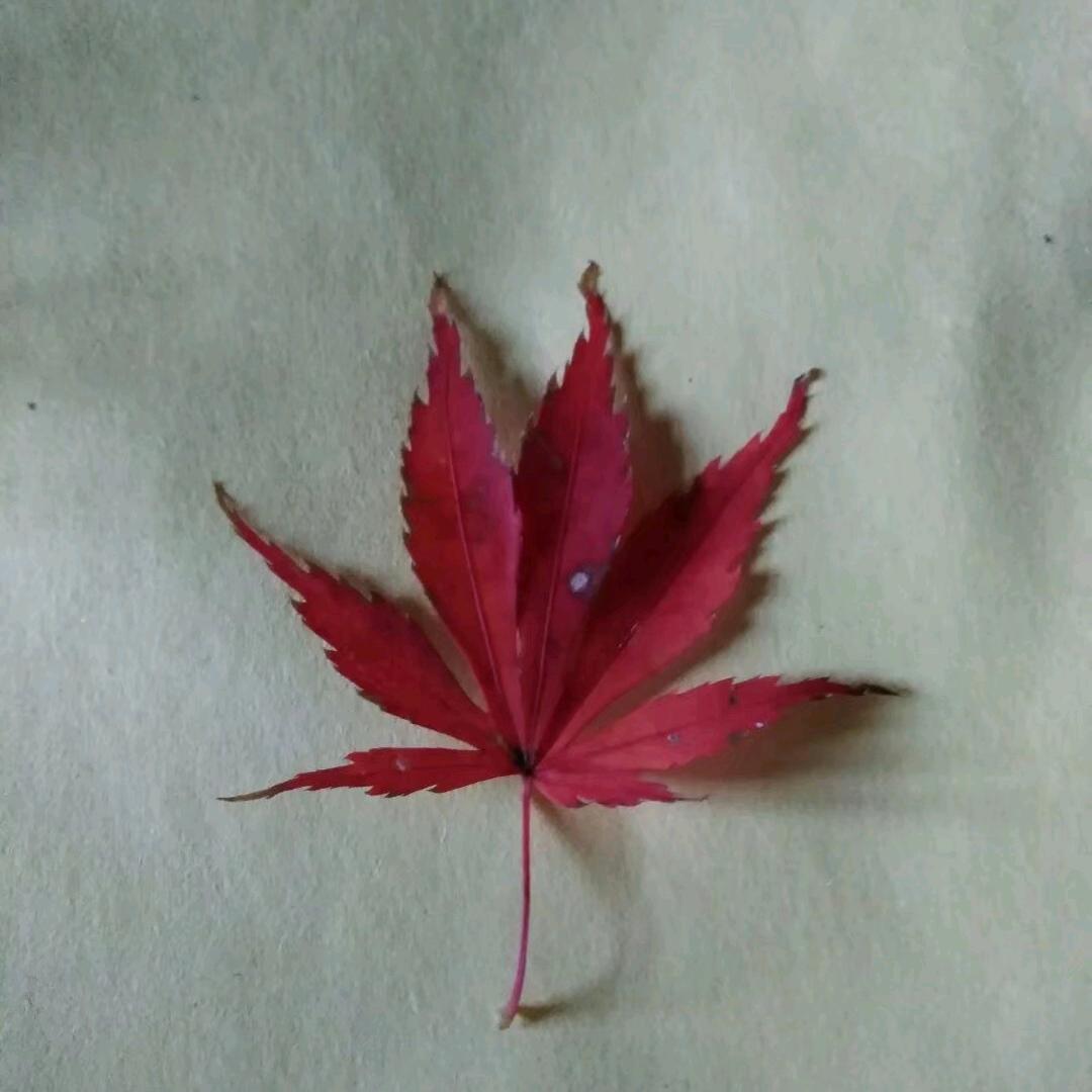 菊