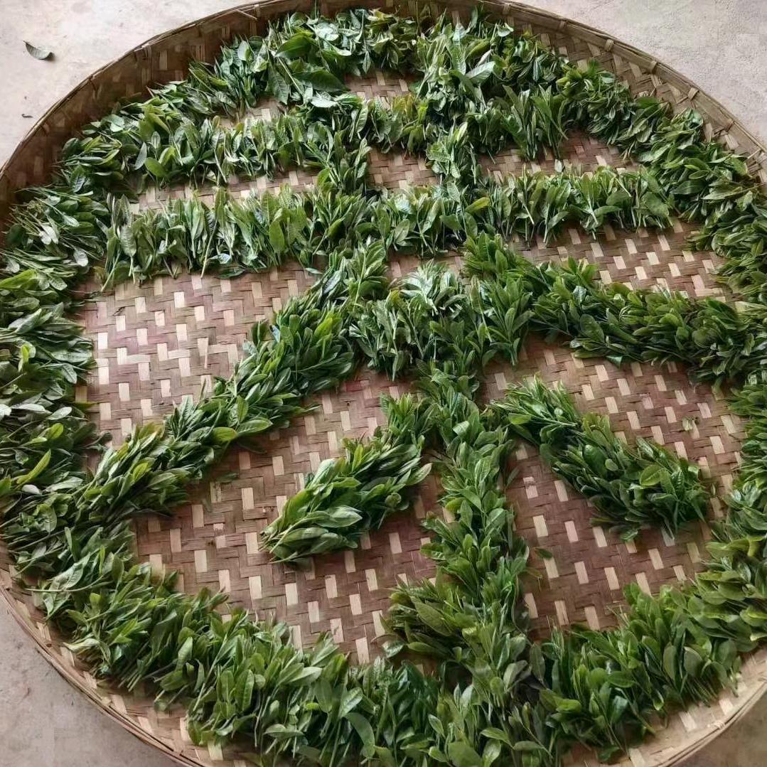 来自云南普洱墨江大叔