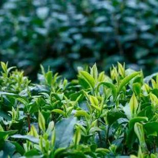 🐉🐉光头大哥🐉🐉