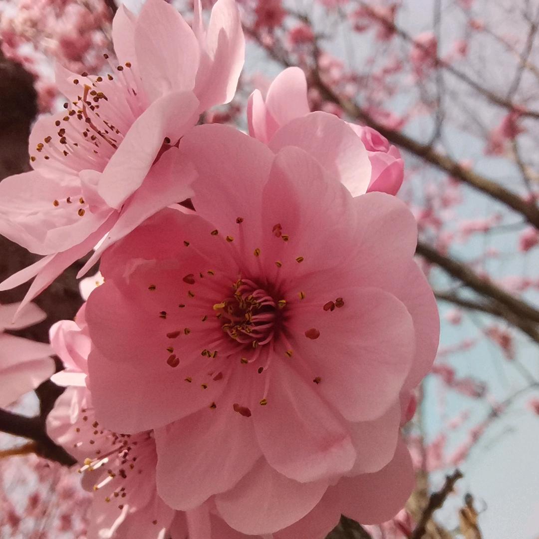 白色MP3