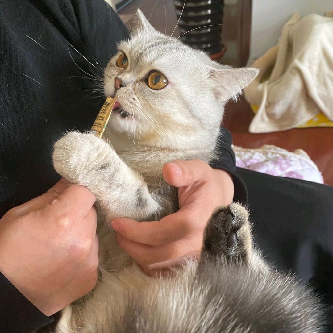 猫和你就差你了