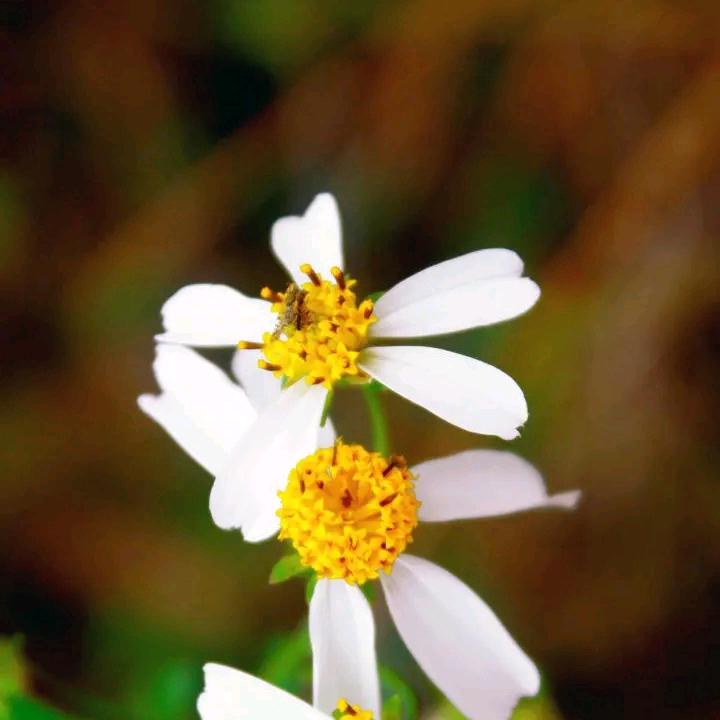 用户3776799375004心晚