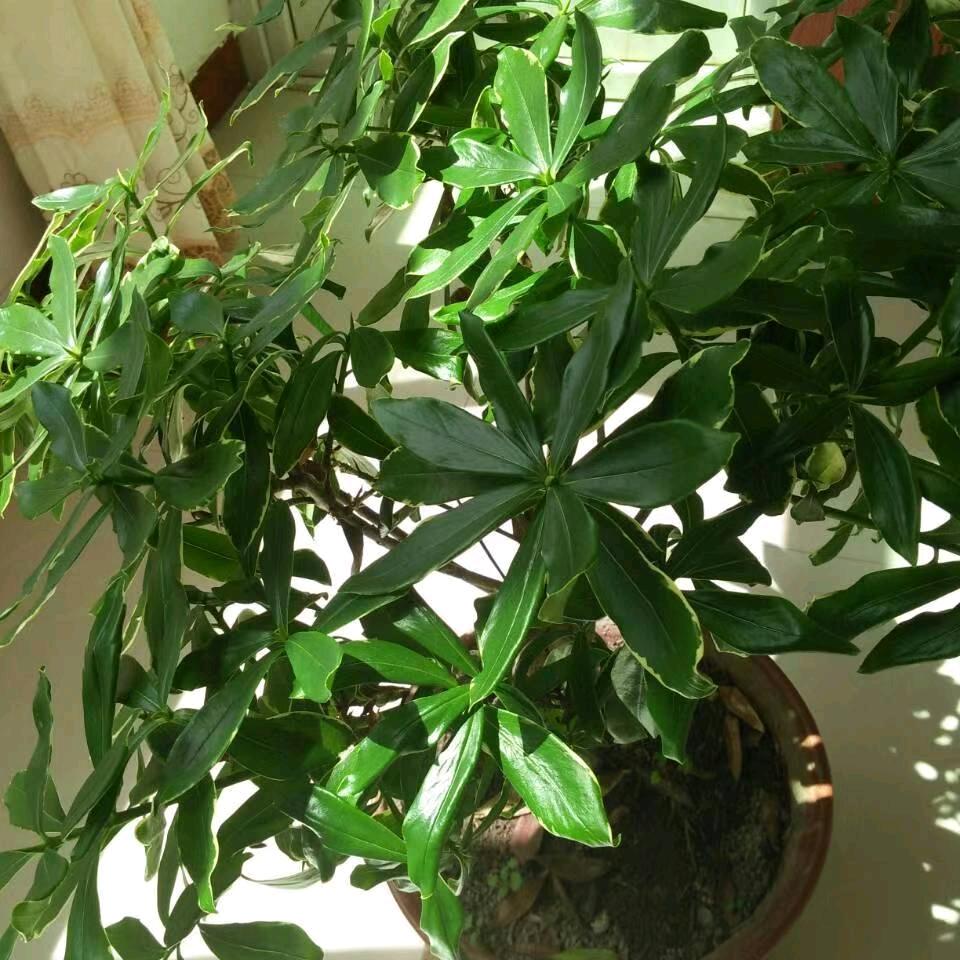 兰花草
