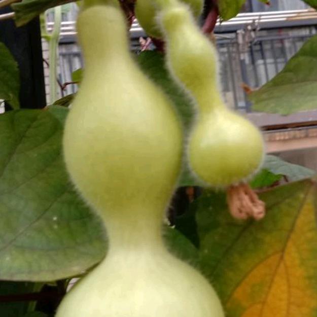 雨夜听歌yuanjianghua