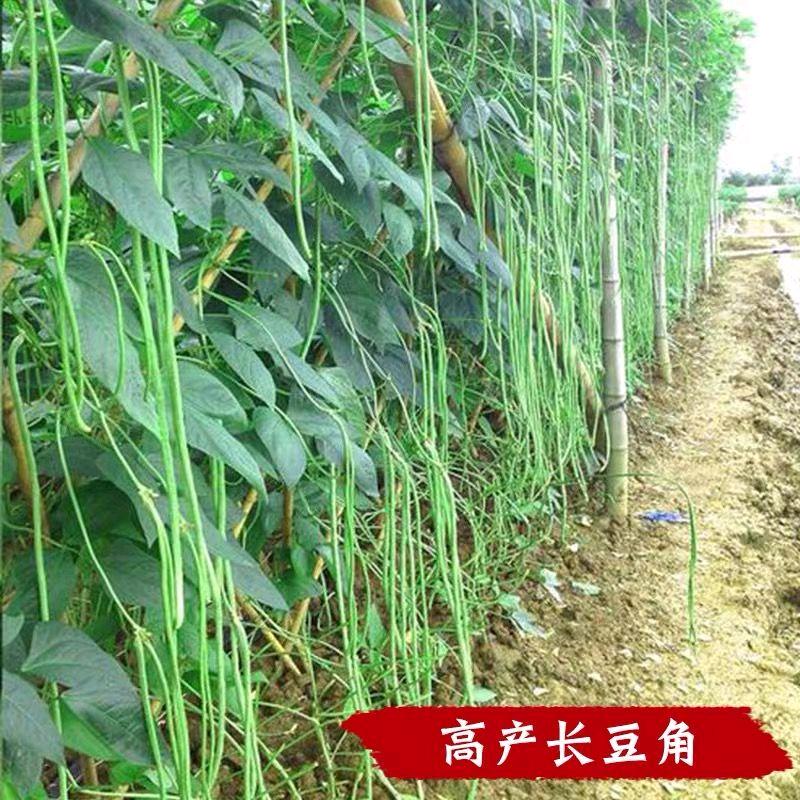 金丰种业