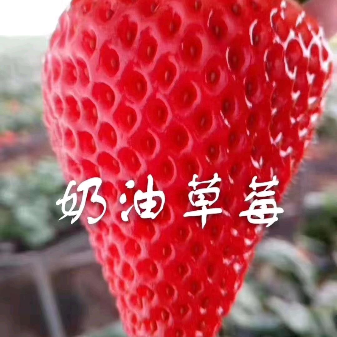 喜洋洋草莓园(采摘，批发，零售)