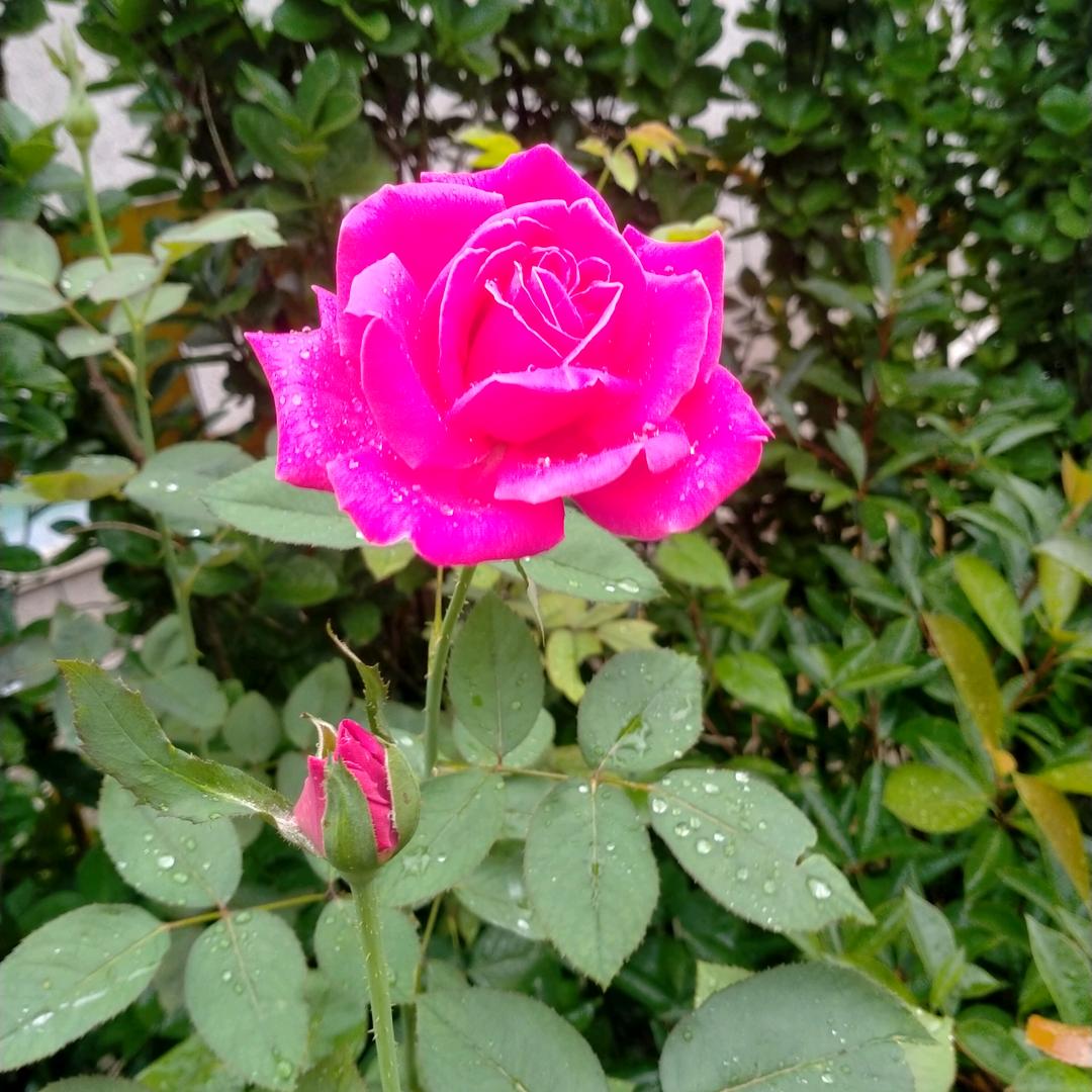 清清萱草