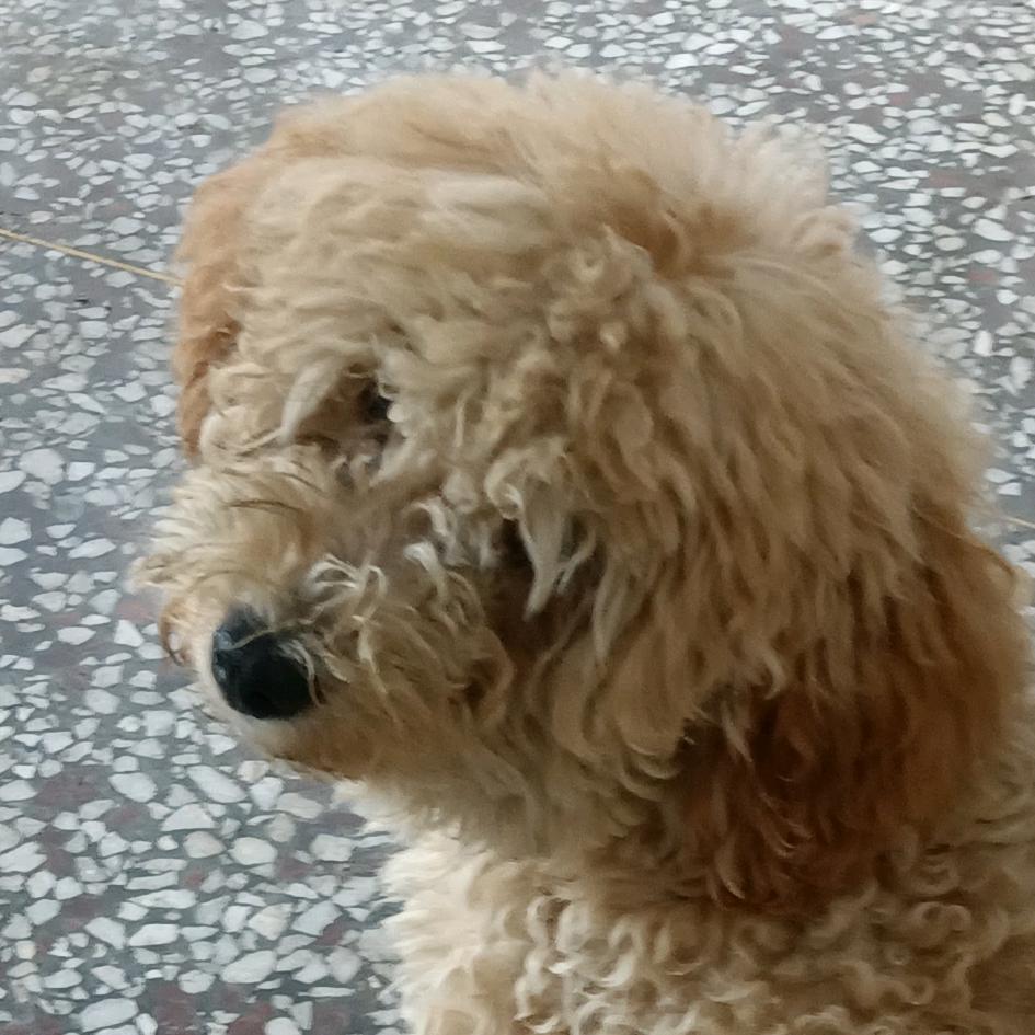 悦悦远远
