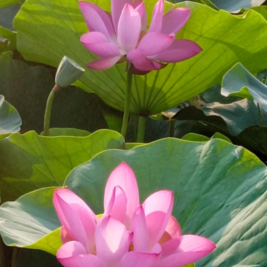 天河水