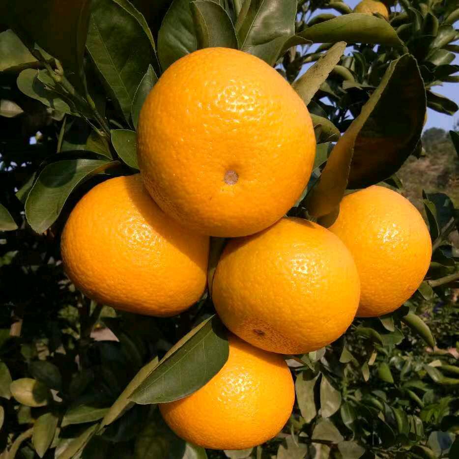 🪐我的小太阳🎧⁵²⁸