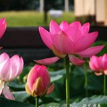 🐉善缘堂🐉(天意）1⃣