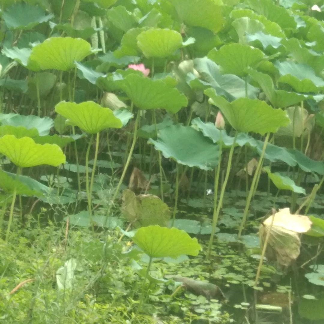 《燕子》