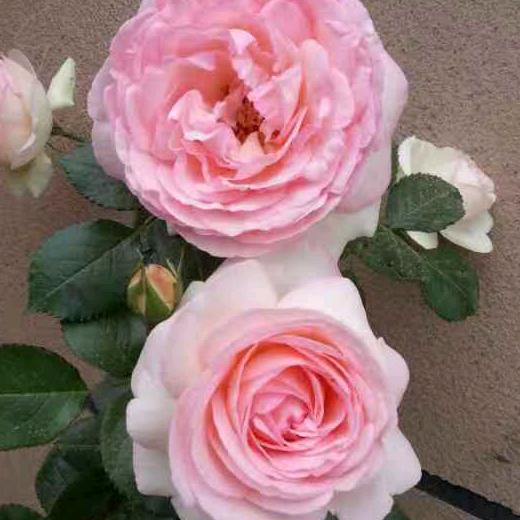 🧝‍♀️回忆着过去的记忆