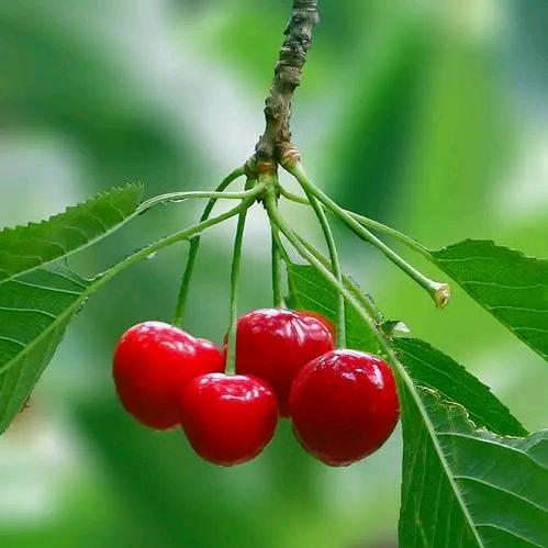 🍒 小丸子