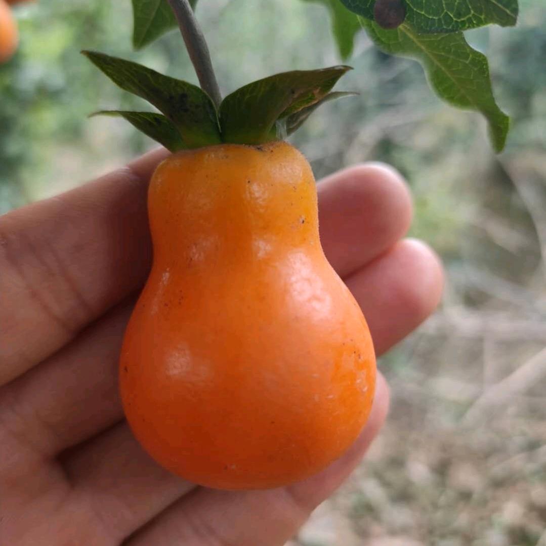 叶氏坤莎金弹子家庭农场