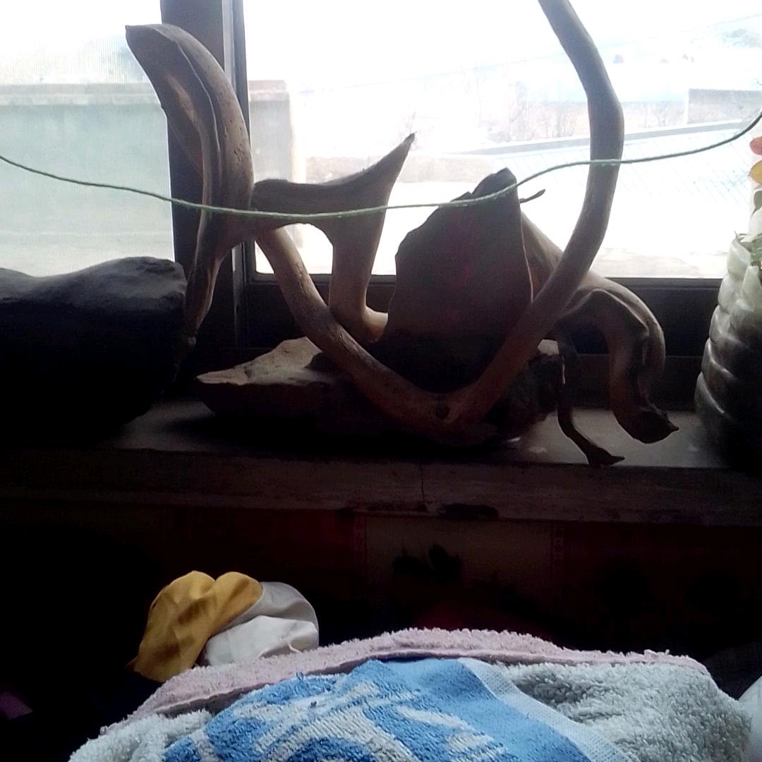 美术大师书法大师