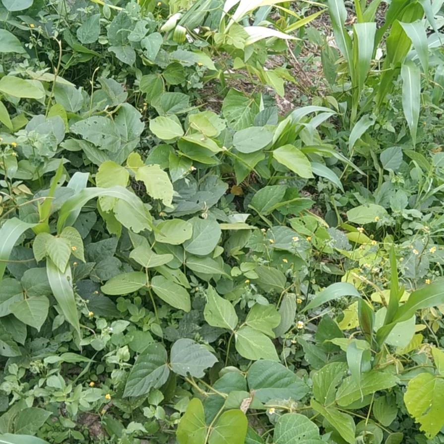 小陆