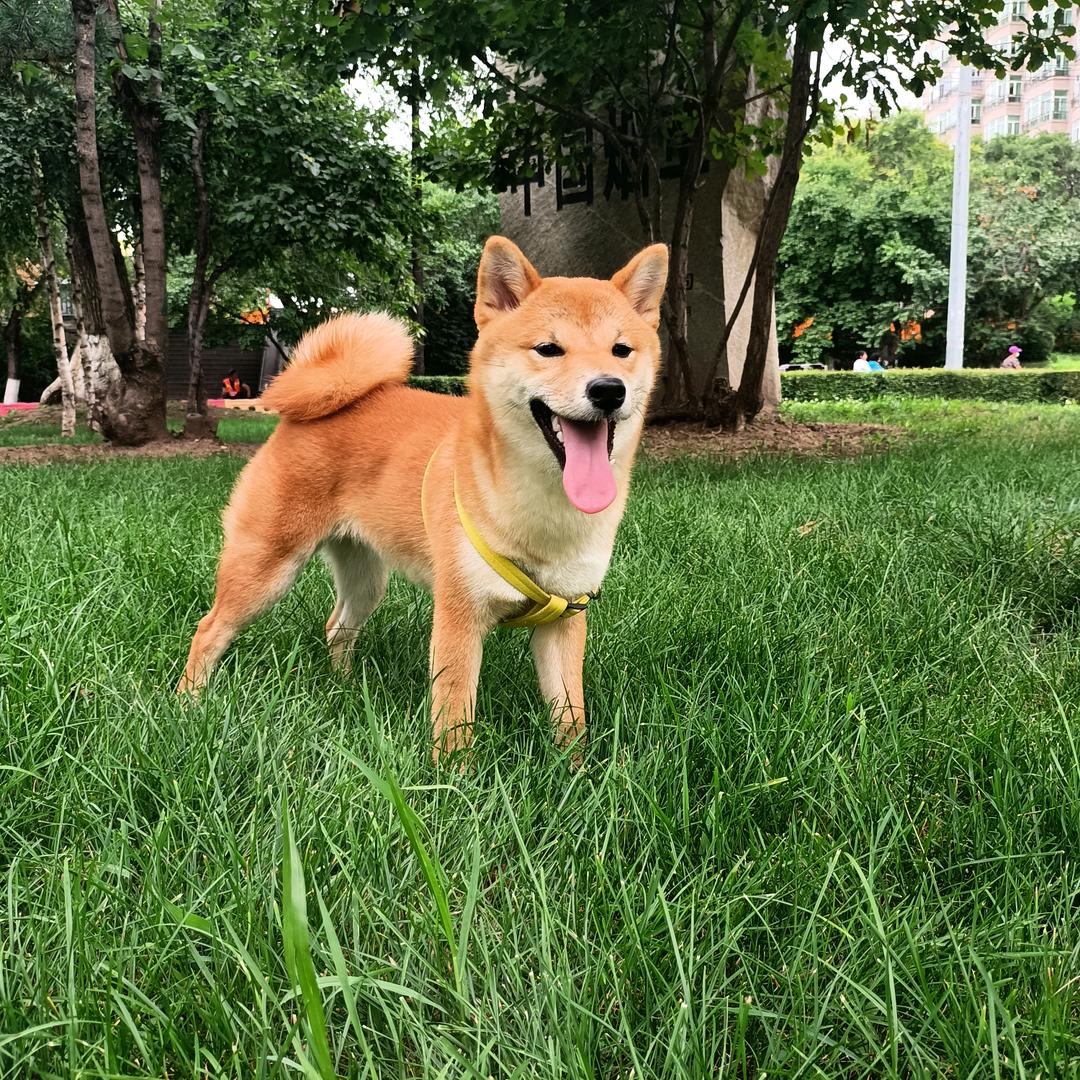 可乐