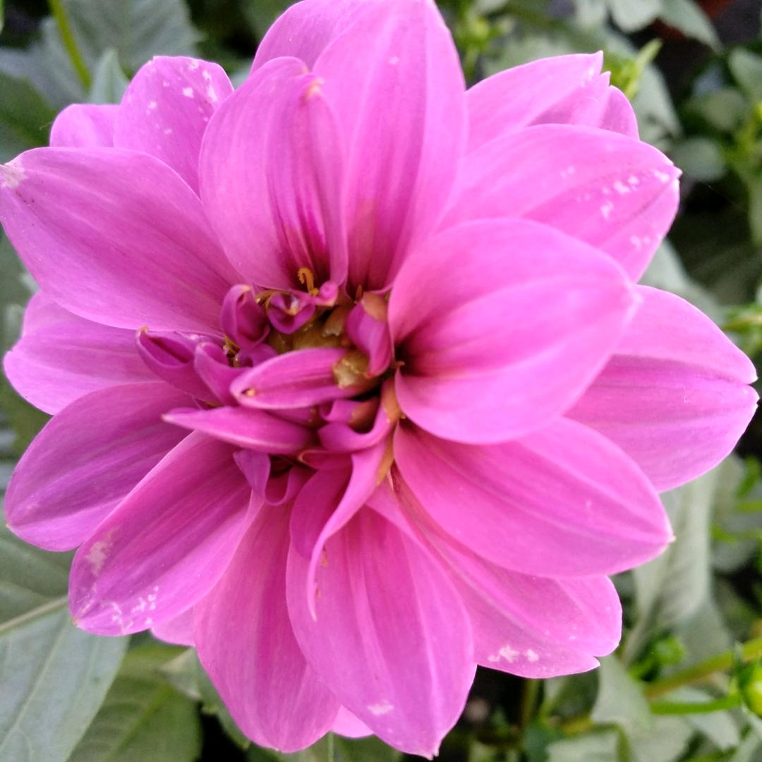 🌸花开富贵🌸