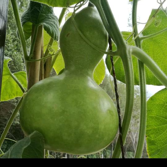 葫芦睡觉打呼噜（为您点赞鼓掌）