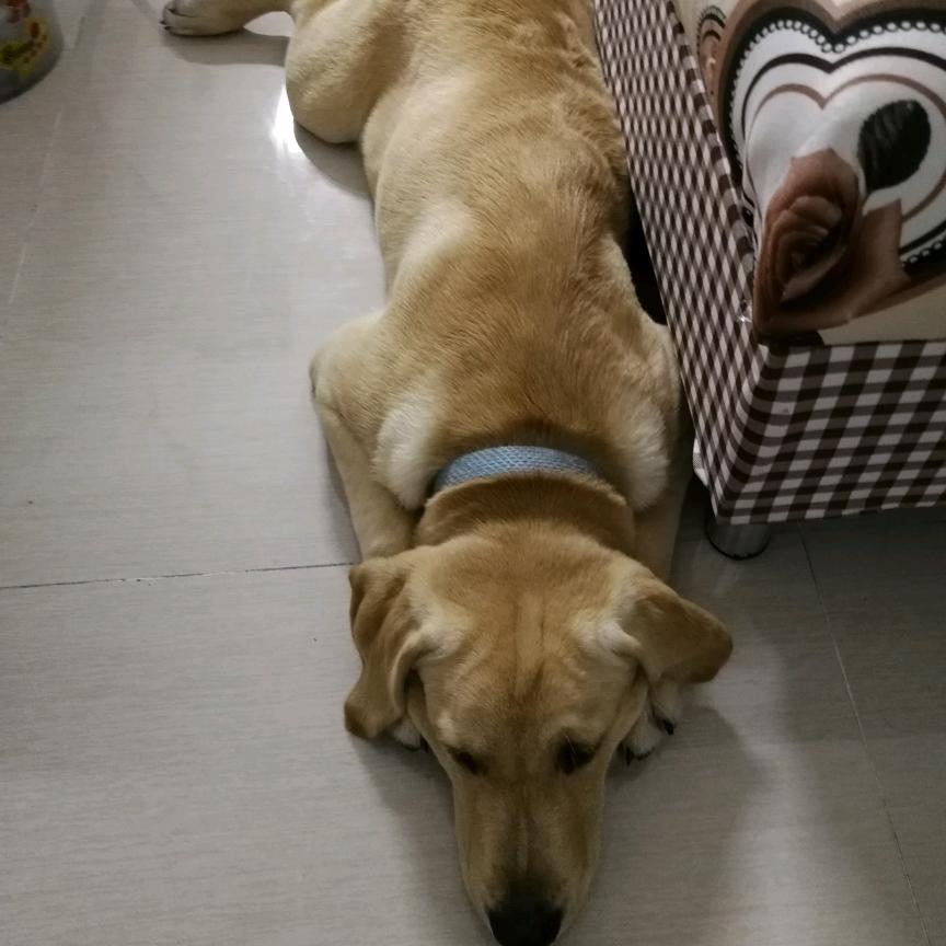 小毛驴