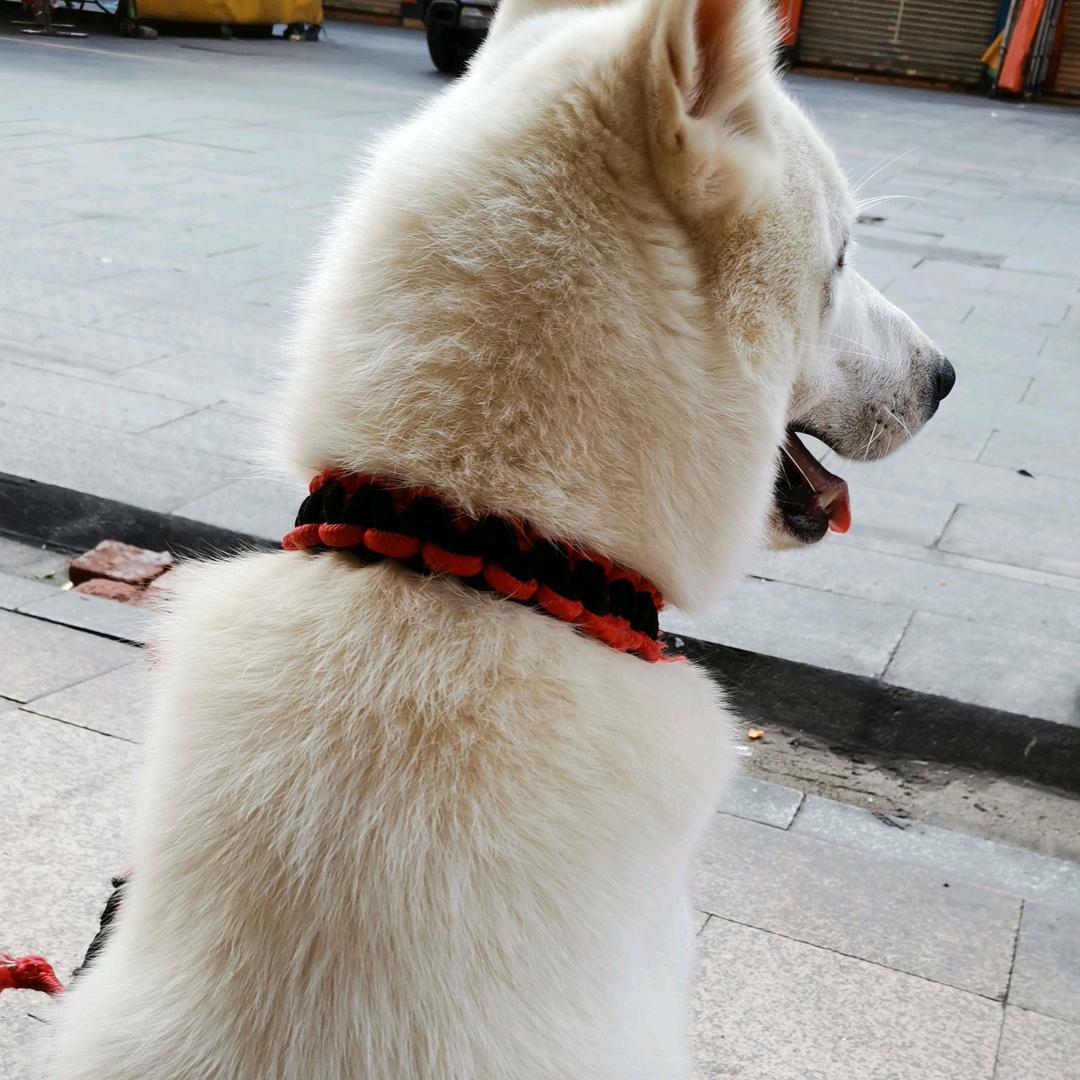 @暴躁的橙橙