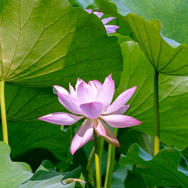 水墨青荷